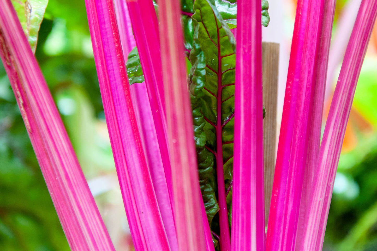 40 PINK LIPSTICK SWISS CHARD Vegetable Seeds Perpetual Spinach Beta Vulgaris Seeds