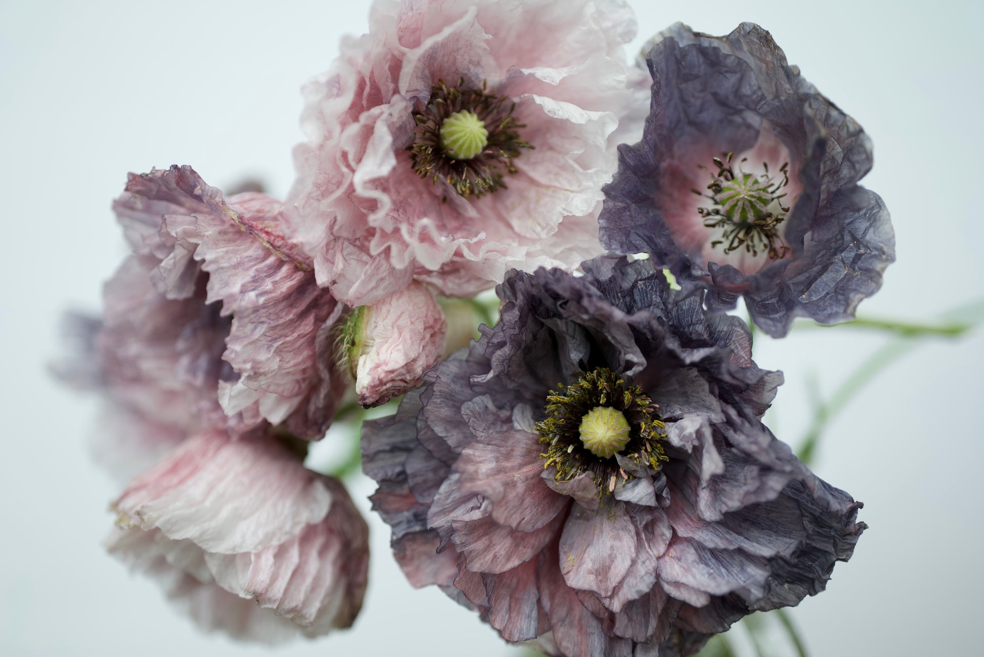 grey poppy flower seeds 50 Organic AMAZING GREY POPPY Papaver Rhoeas Silvery Gray Flower Seeds – Seedville USA