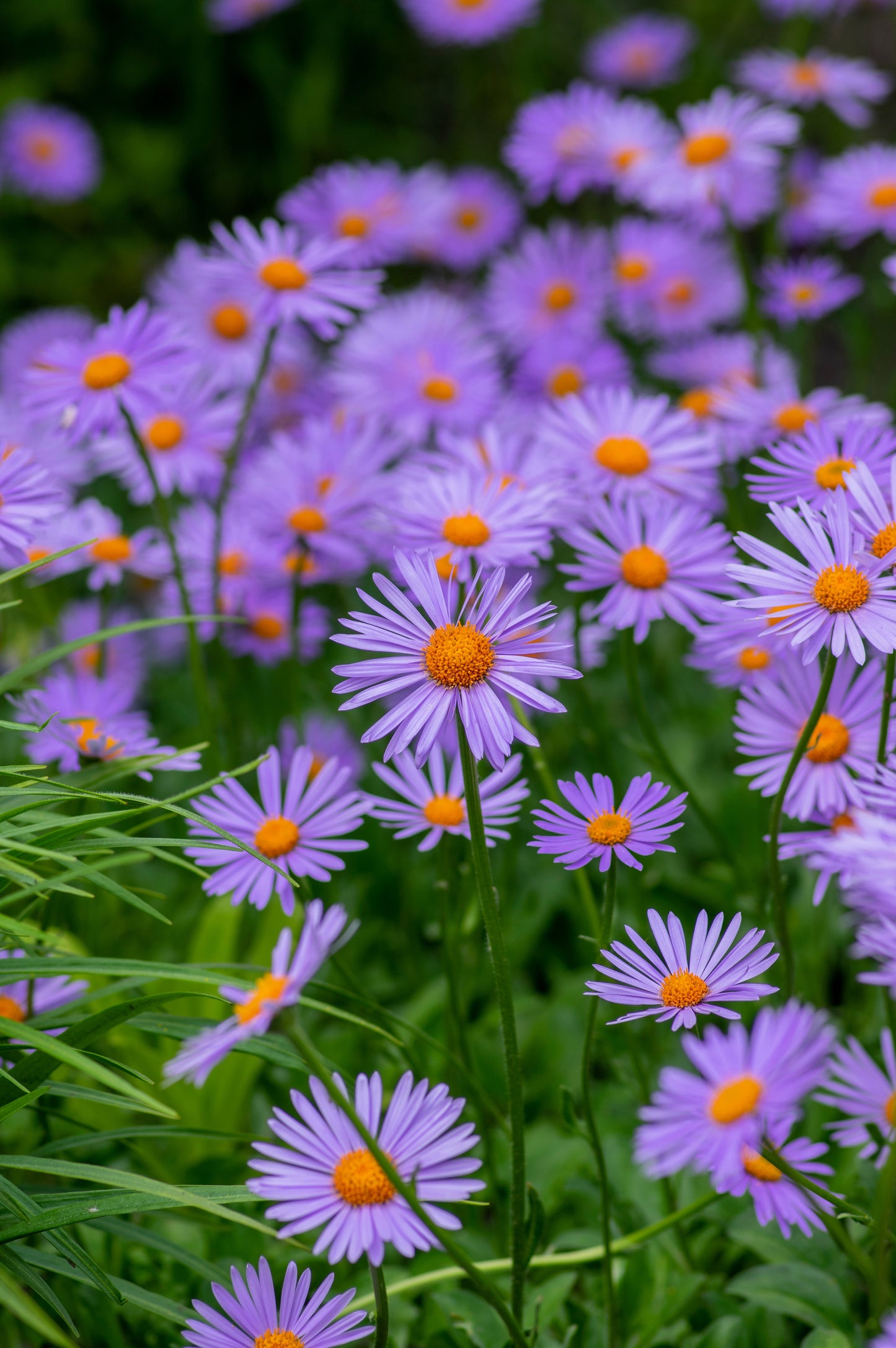 50 Blue EAST INDIES ASTER Tongolensis Flower Seeds