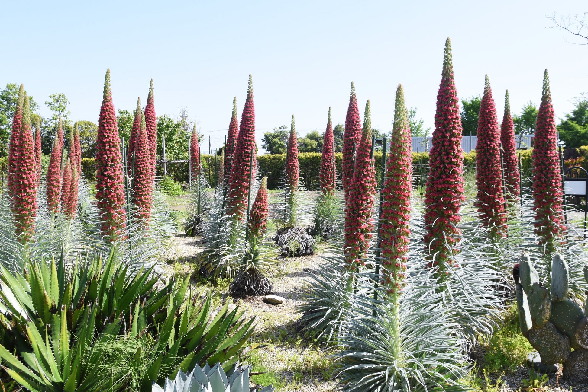 tower of jewels plant seeds 25 TOWER OF JEWELS Red Bugloss Echium Wildpretii Ruby Hummingbird Flower Seeds