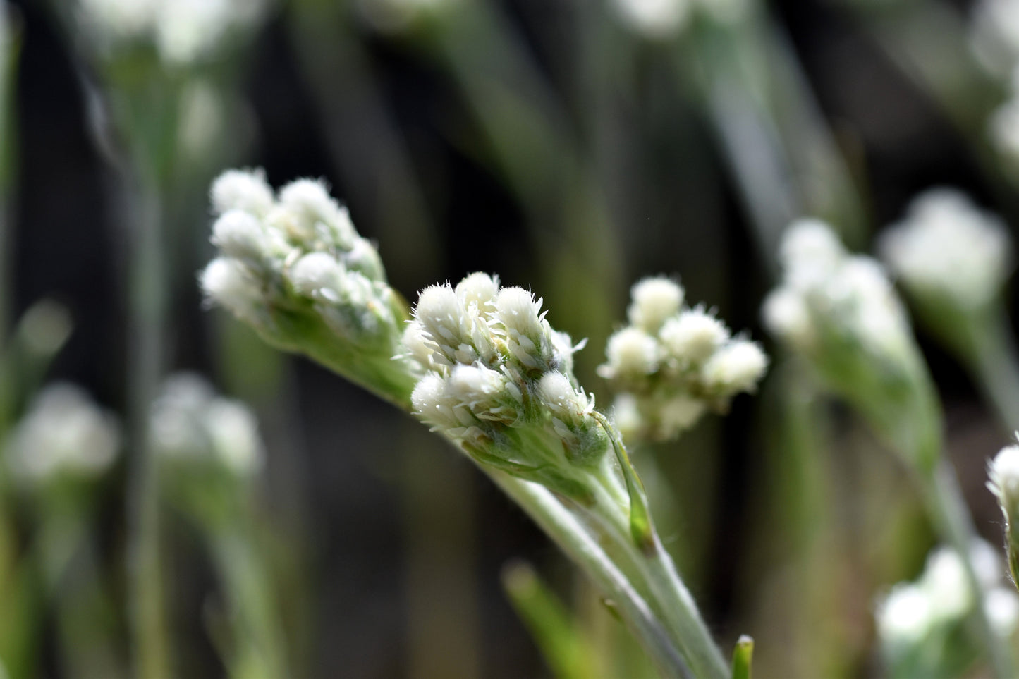 150 White PUSSYTOES Cats Paws Antennaria Flower Seeds