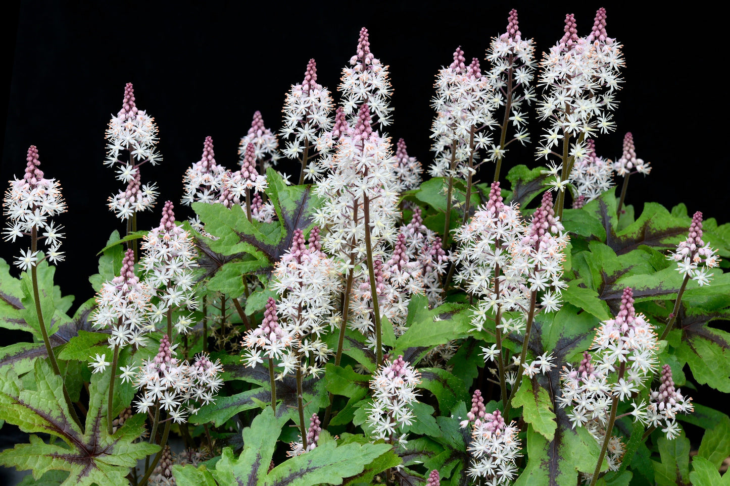 20 HEARTLEAF FOAMFLOWER White & Pink Tiarella Wherryi Coolwort Flower Seeds