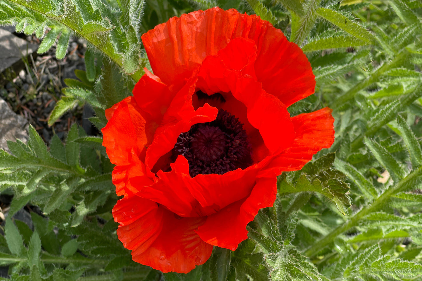 500 ORIENTAL RED Mix POPPY Papaver Orientale Flower Seeds