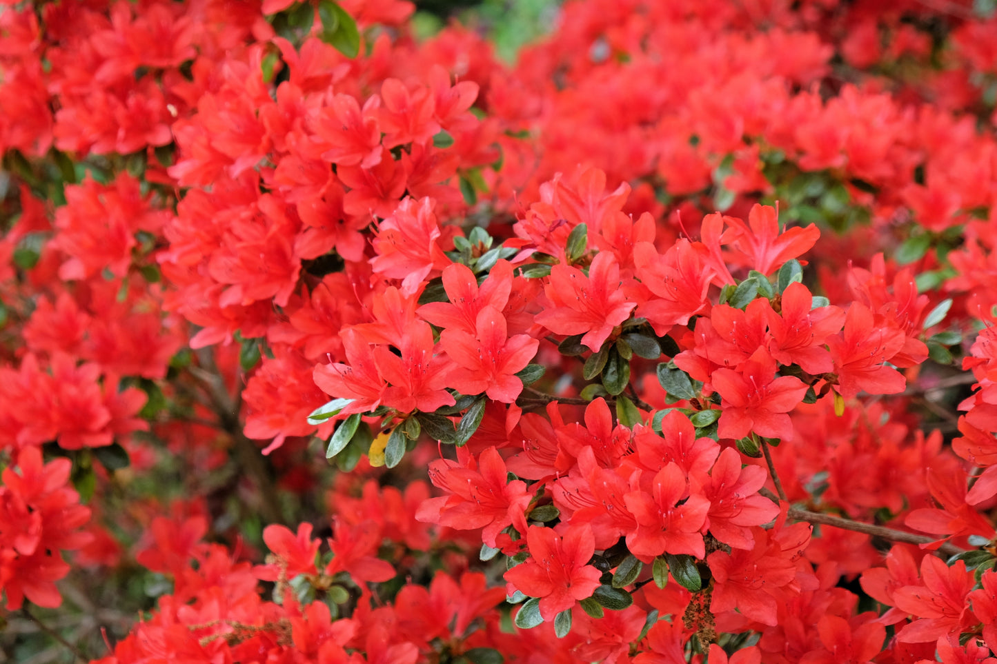 10 RED CUMBERLAND AZALEA Rhododendron Cumberlandense Bush Shrub Flower Seeds