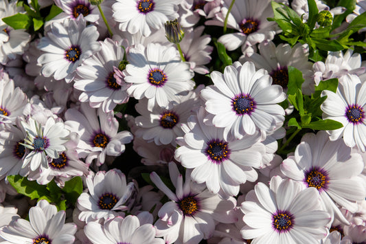 50 WHITE AFRICAN Cape DAISY Dimorphotheca Sinuata Flower Seeds