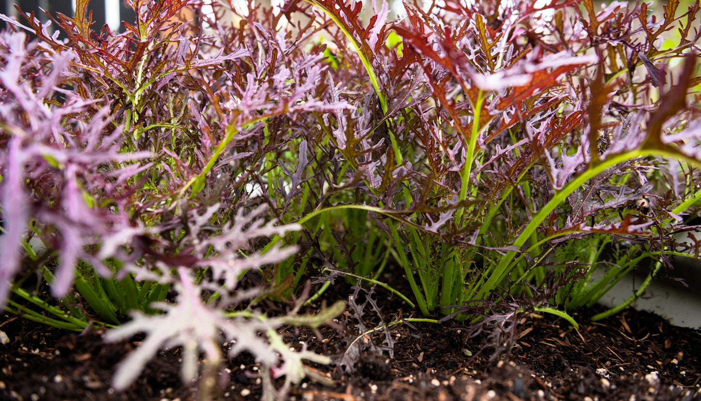 200 RED Streaked MIZUNA MUSTARD Japanese Greens Brassica Juncea Vegetable Seeds