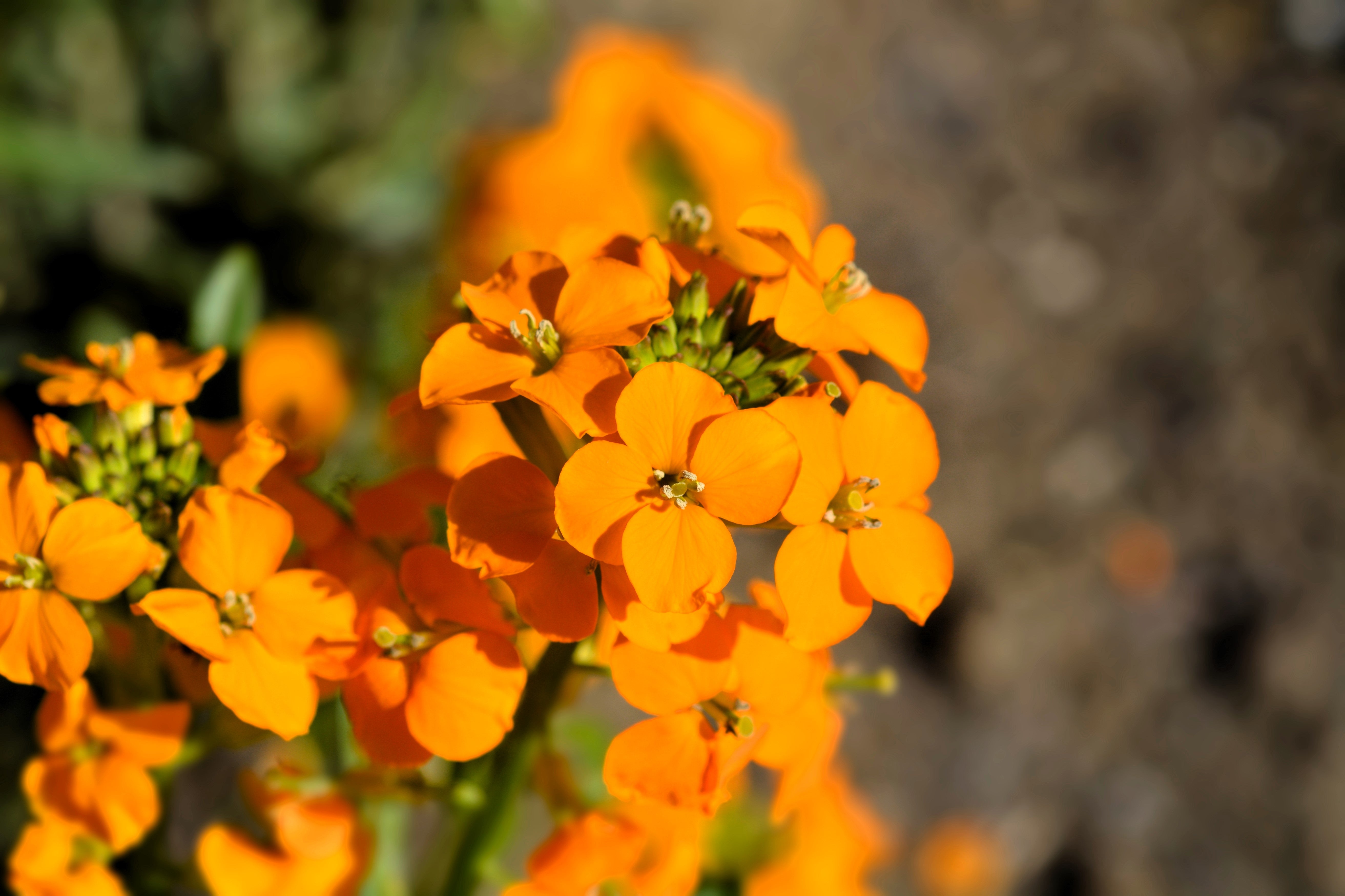 500 SIBERIAN WALLFLOWER Erysimum Cheiranthus Allionii Orange