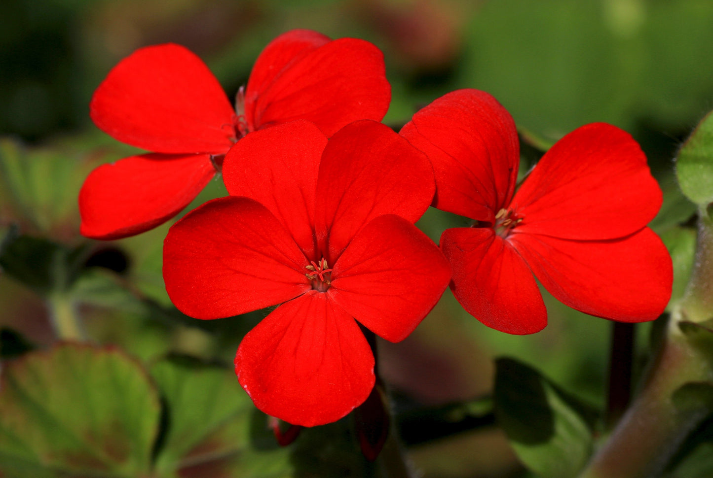 800 RED DRUMMOND PHLOX (Texas Pride) Phlox Drummondii Flower Seeds