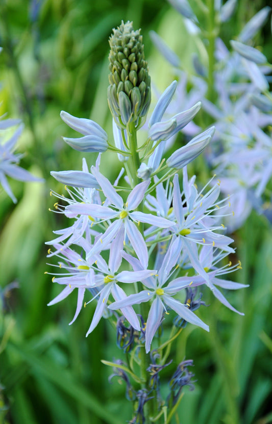 25 Blue WILD HYACINTH Camassia Scilloides Eastern Camas Lily Native Flower Seeds