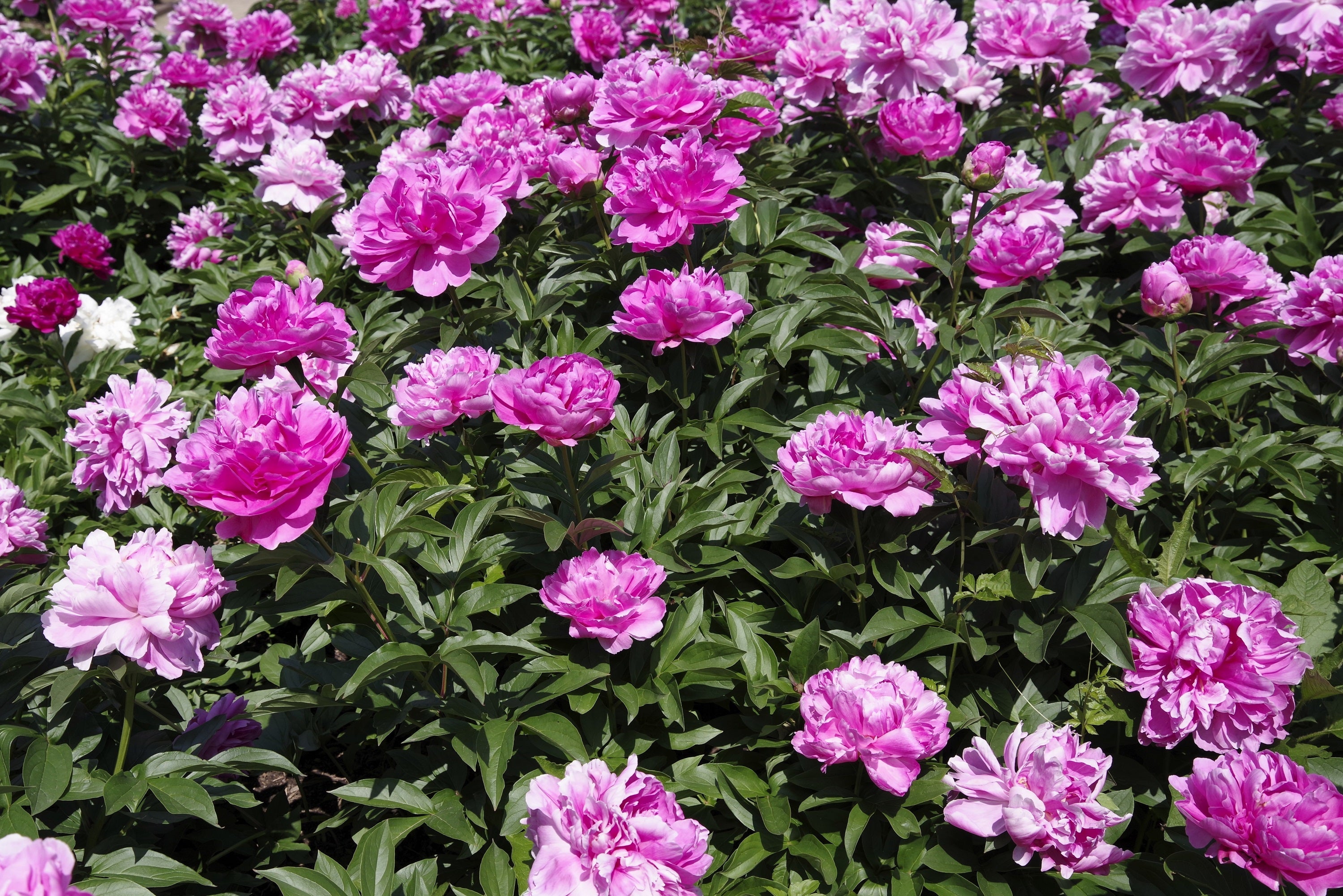 5 GARDEN PEONY Paeonia Lactiflora Red Pink White Mix Chinese