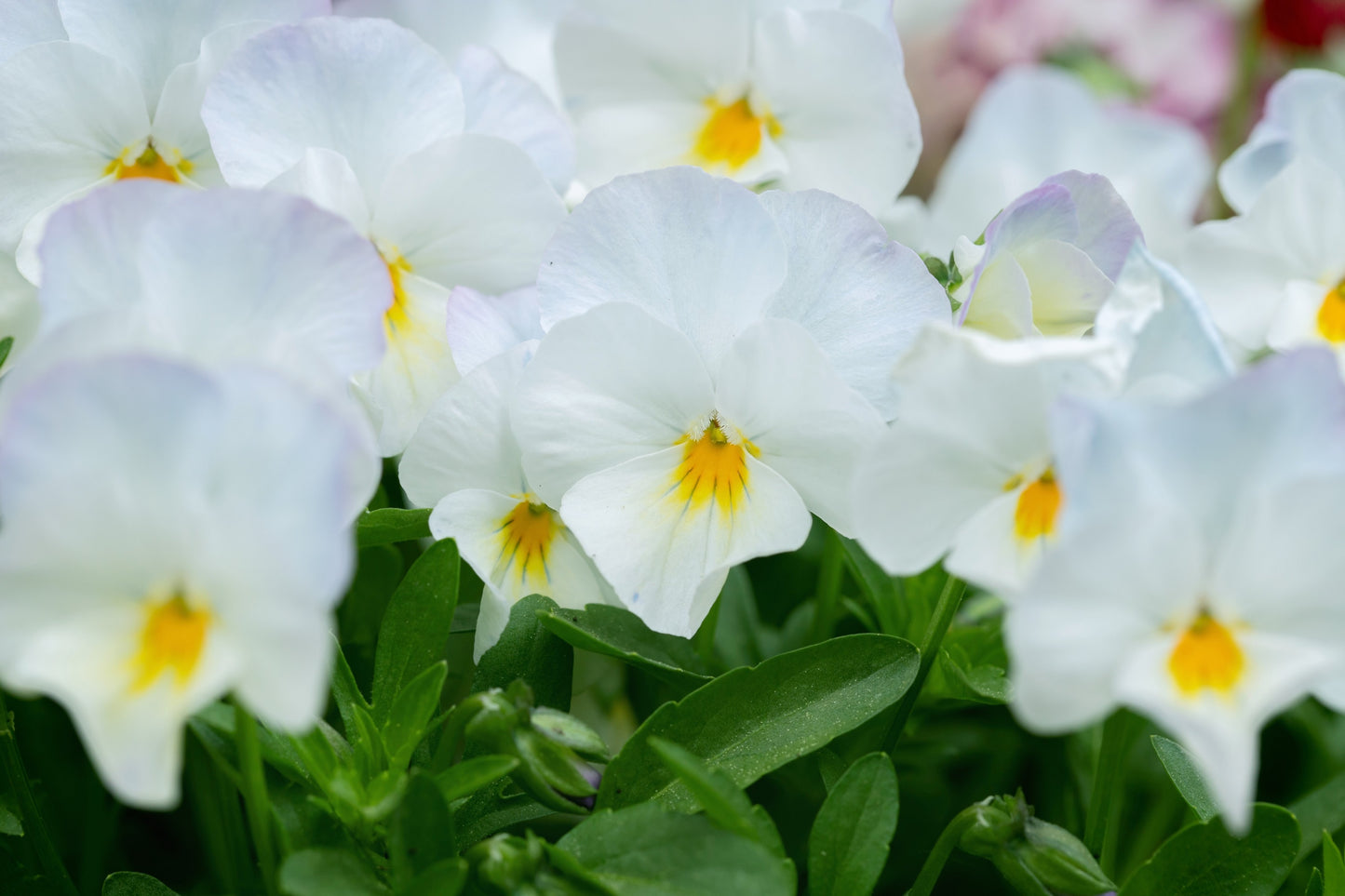 50 WHITE PANSY Clear Crystals Violet Viola Wittrockiana Flower Seeds