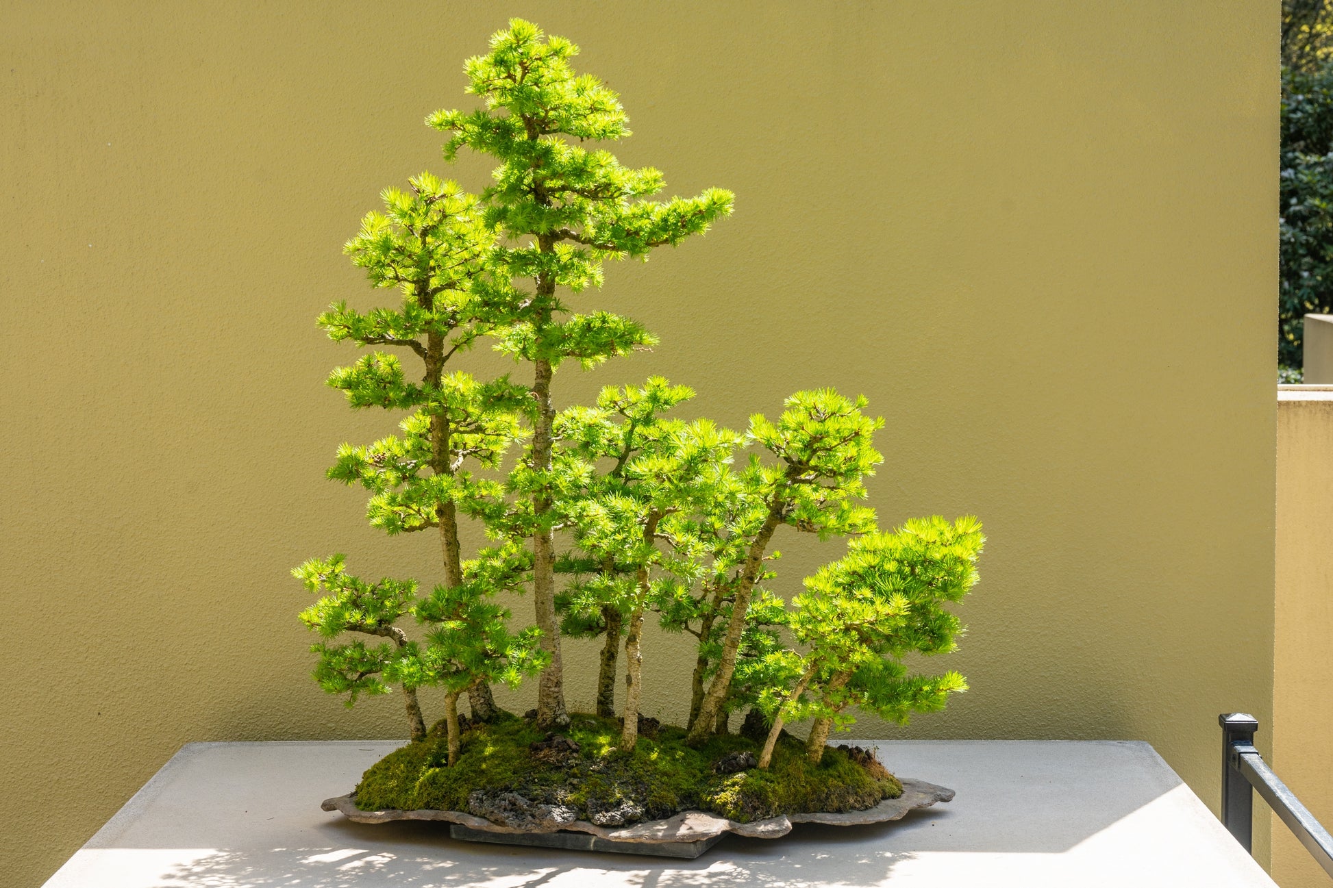 bonsai tree pine cones 25 JAPANESE LARCH TREE Conifer Pine Cones Bonsai Larix Kaempferi Seeds