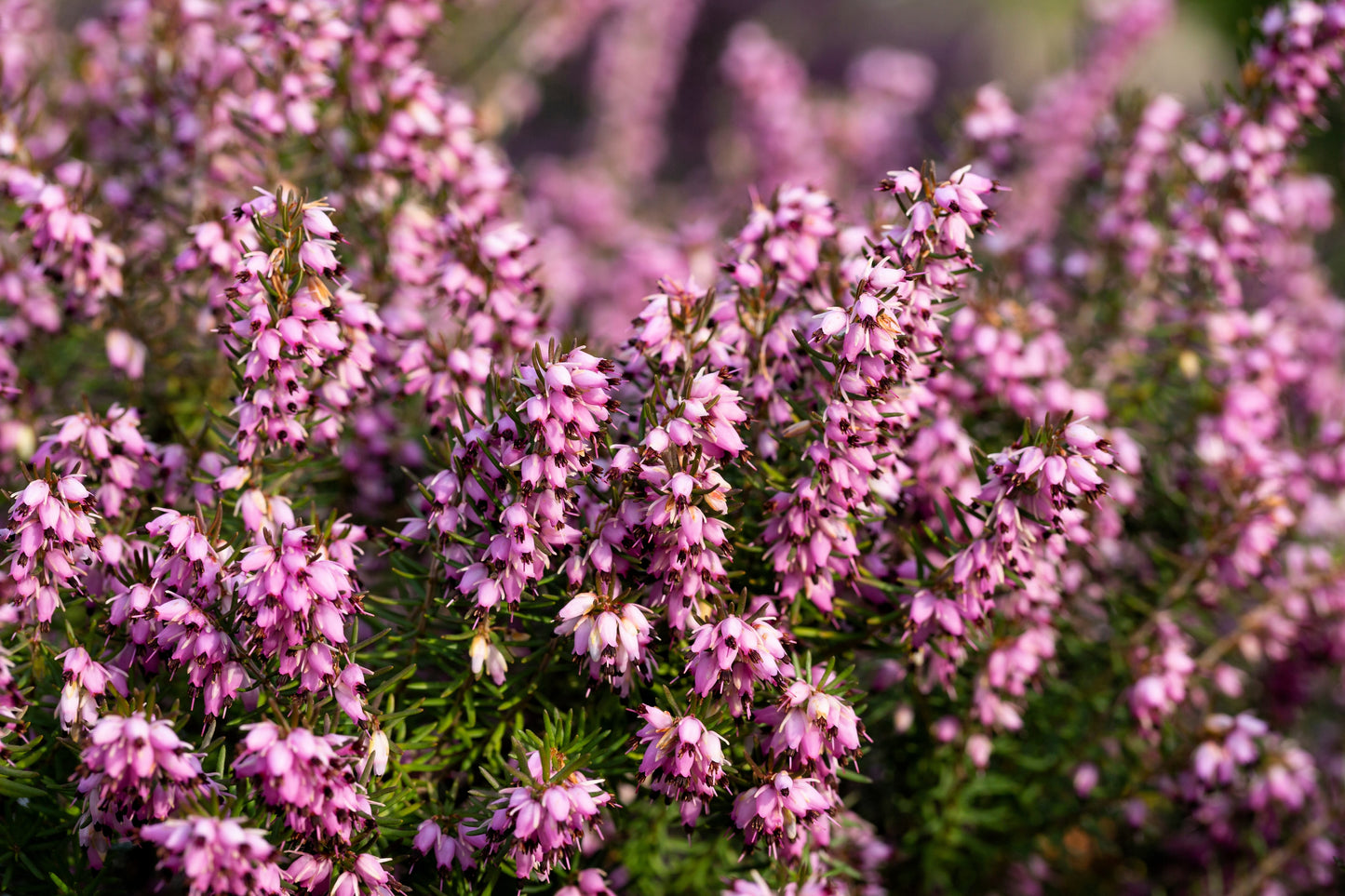 100 Scotch TRUE HEATHER Shrub Scot's Purple Pink Flower Calluna Vulgaris Seeds