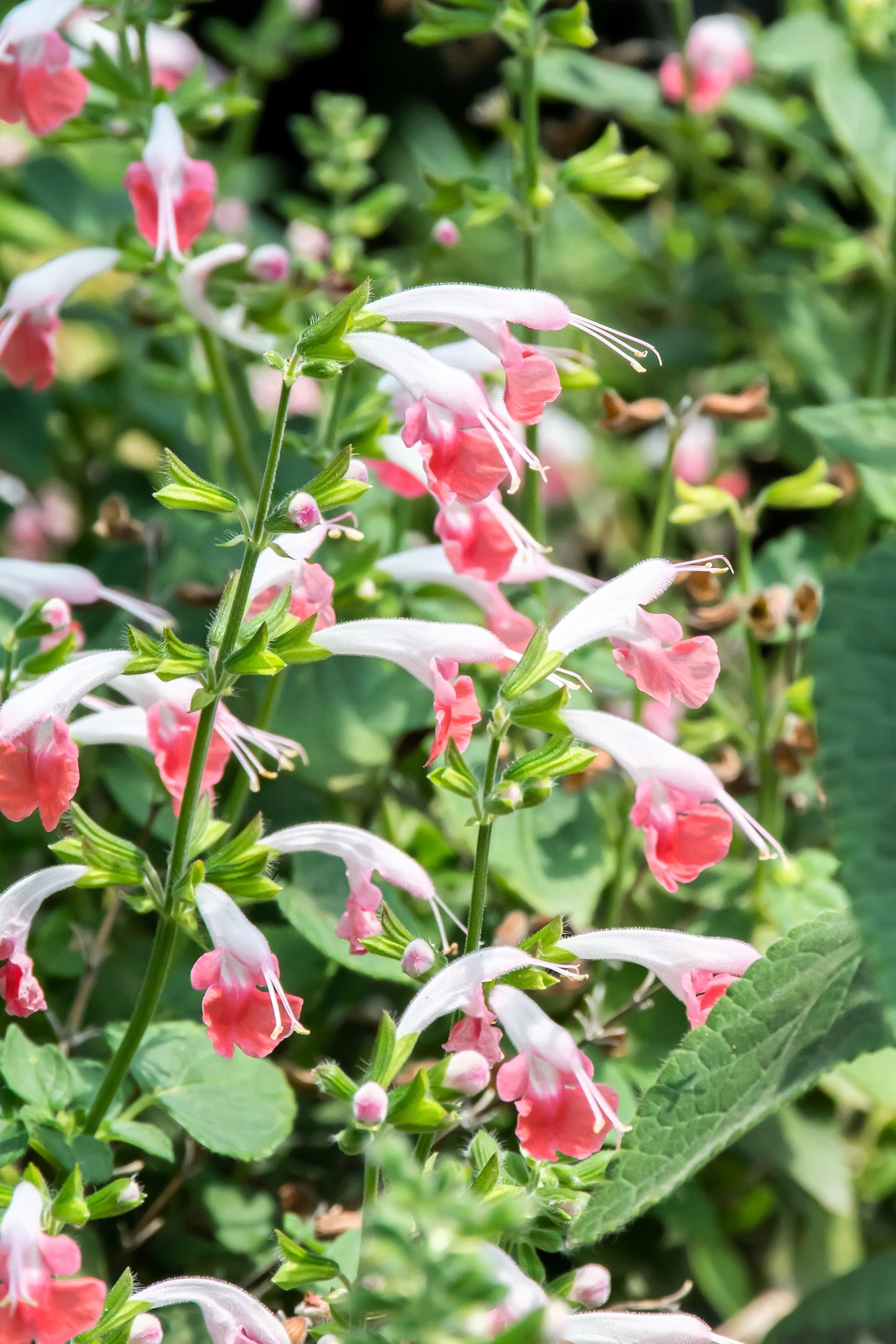 30 CORAL NYMPH SALVIA Coccinea Hummingbird Sage Flower Seeds