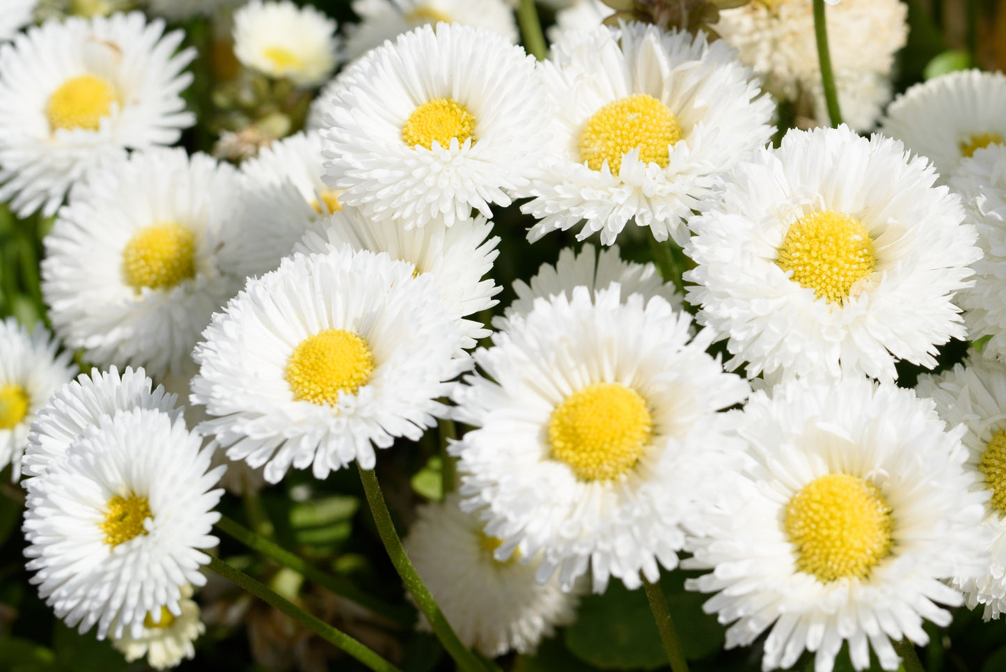 500 Dwarf WHITE ENGLISH DAISY Bellis Perennis Flower Seeds