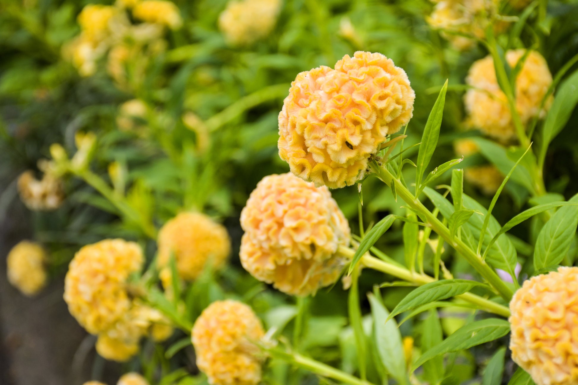 coral gardens mix cockscomb celosia flower jocad 100 seeds 100 CORAL GARDENS Mix CELOSIA Cockscomb Celosia Argentea Cristata Flower Seeds