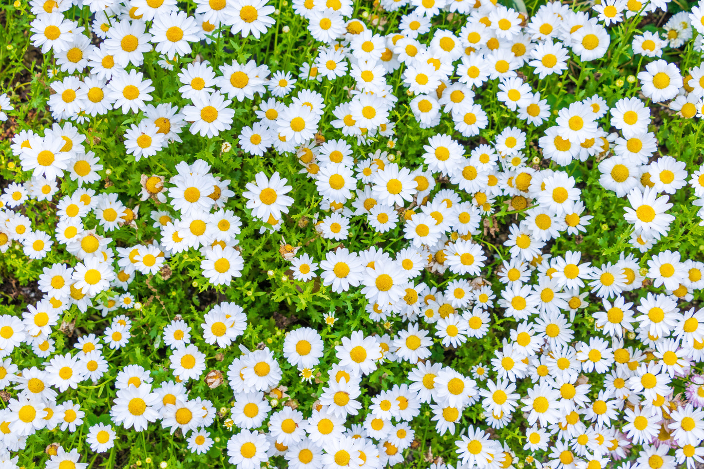 100 White DWARF CREEPING DAISY Chrysanthemum Paludosum Flower Seeds