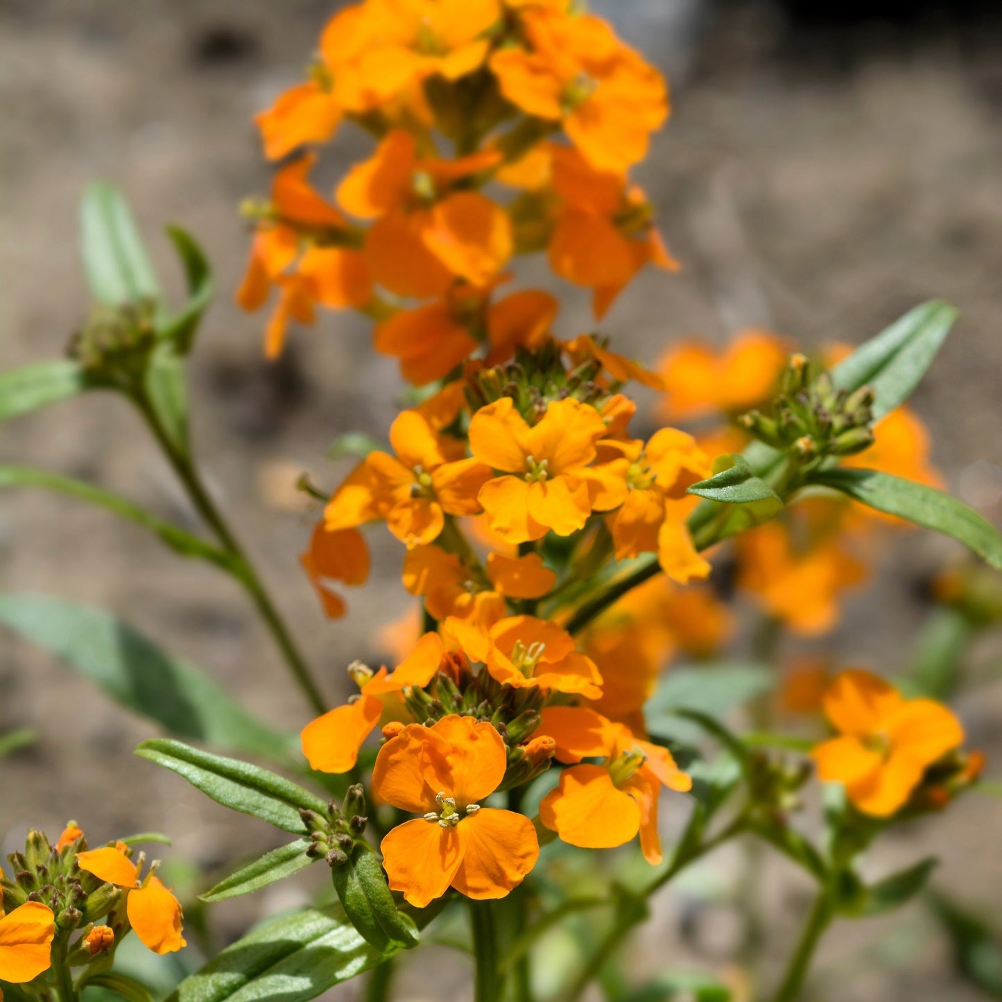 500 SIBERIAN WALLFLOWER Erysimum Cheiranthus Allionii Orange Flower Seeds