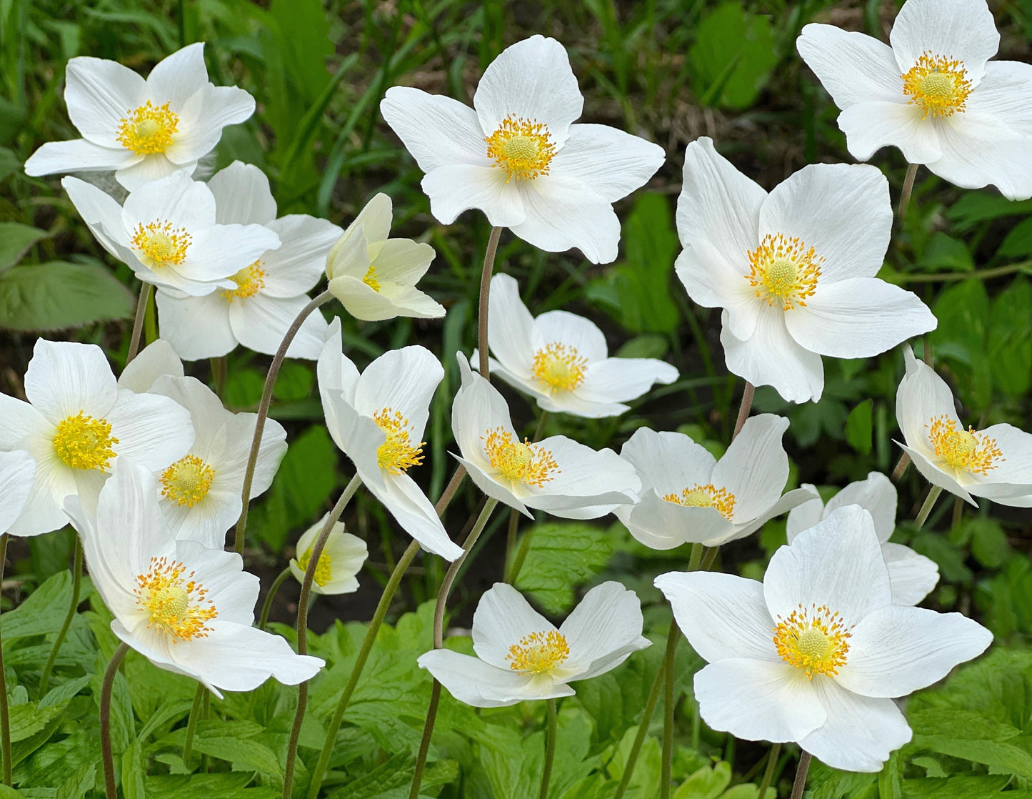 5 MADONNA ANEMONE Sylvestris White & Yellow Flower Seeds