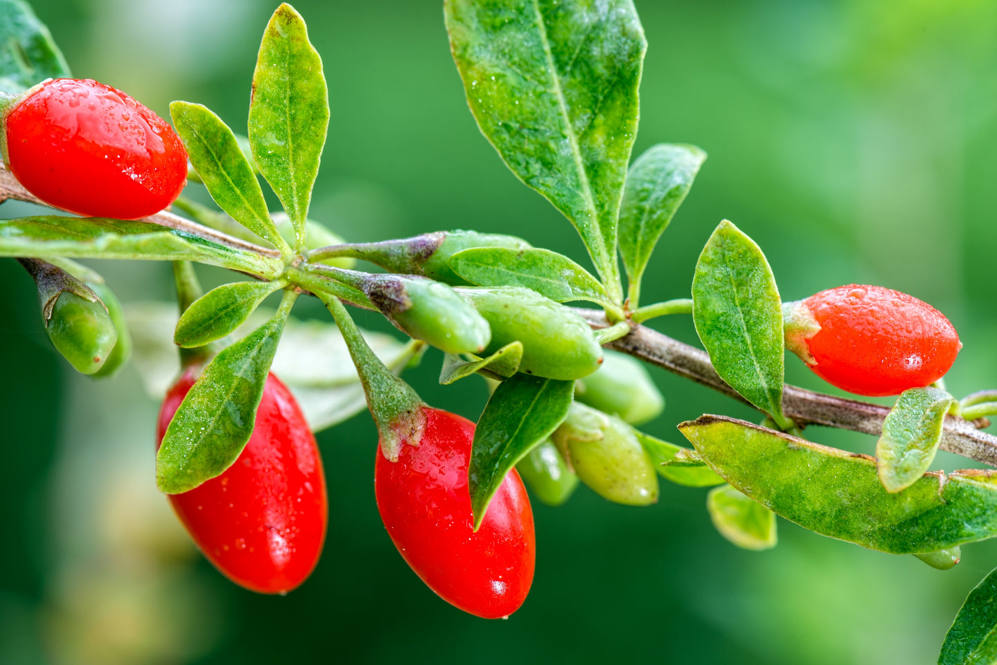 100 HIMALAYAN Tibetan GOJI BERRY Fruit Wolfberry Bush Lycium Barbarum Seeds