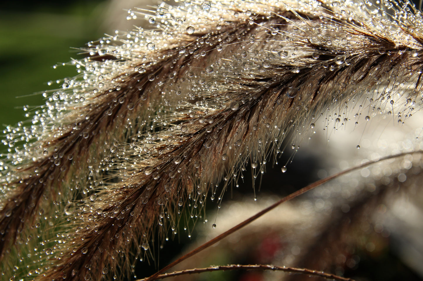 150 SWEET VERNAL GRASS Sweet Grass Vanilla Grass Anthoxanthum Odoratum Fragrant Vernalgrass Ornamental Craft Seeds