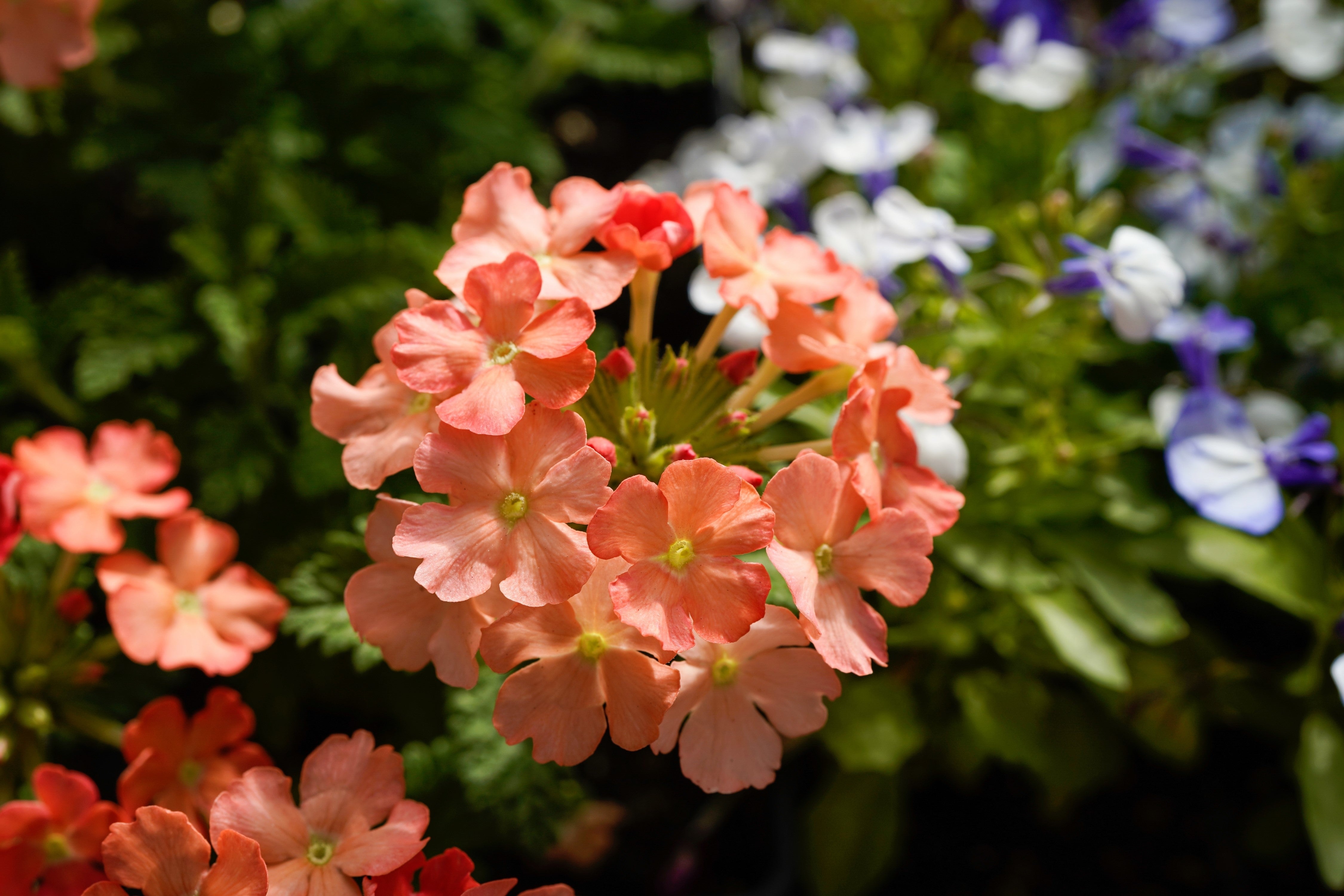 50 Dwarf APRICOT VERBENA Nana Compacta Fragrant Butterfly Flower