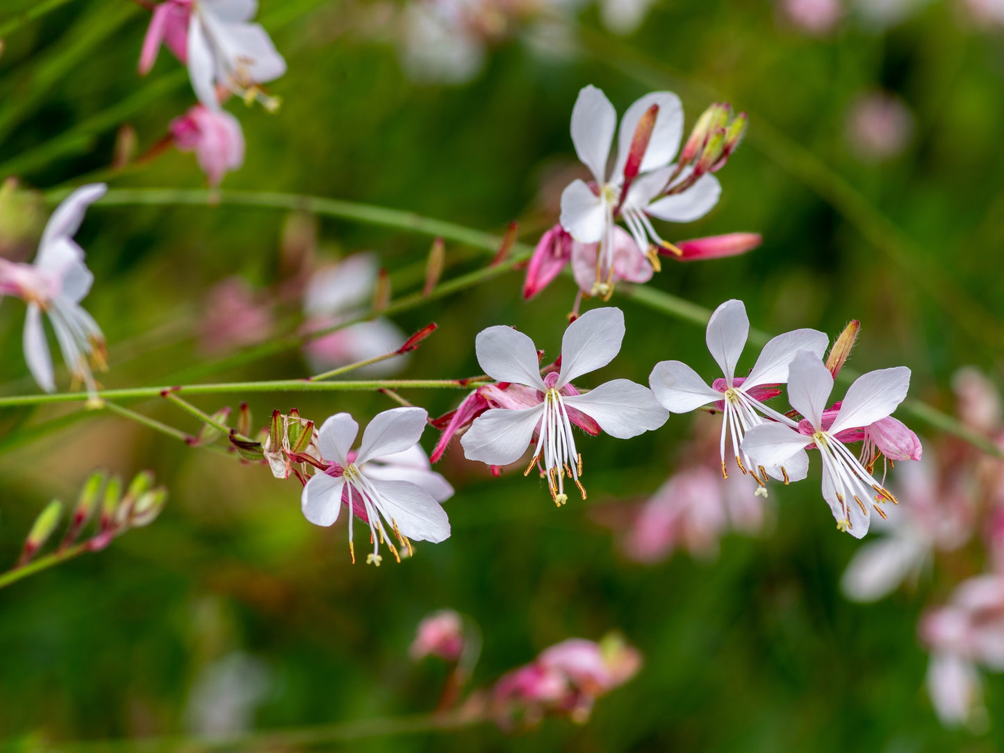 100 White GAURA WHIRLING BUTTERFLIES Gaura Lindheimeri Flower Seeds
