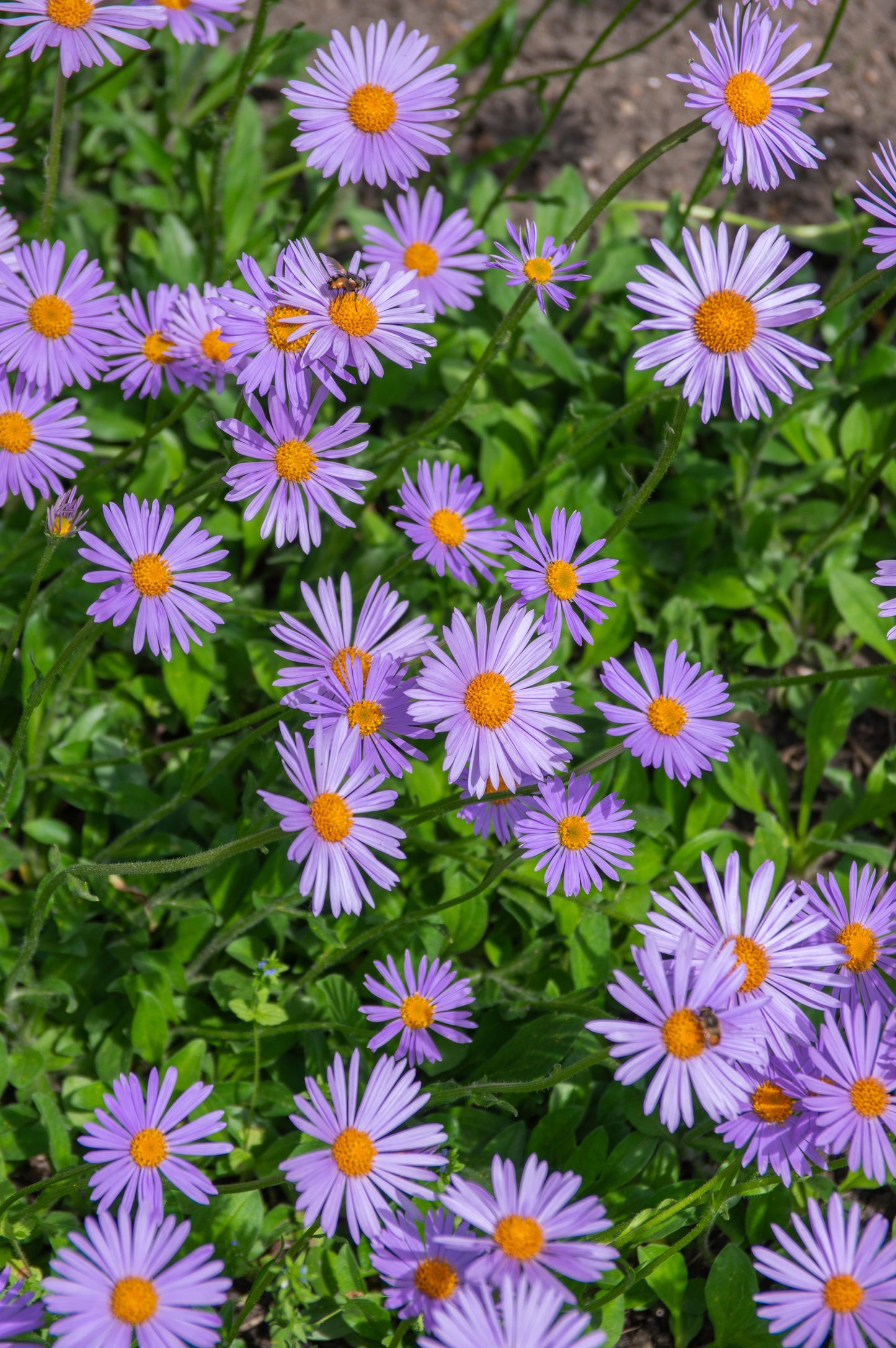 50 Blue EAST INDIES ASTER Tongolensis Flower Seeds