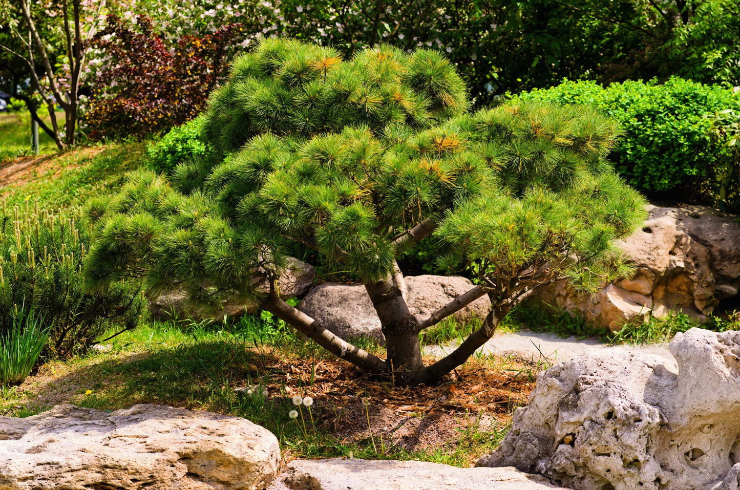 10 Japanese BLACK PINE TREE Evergreen Pinus Thunbergii Seeds