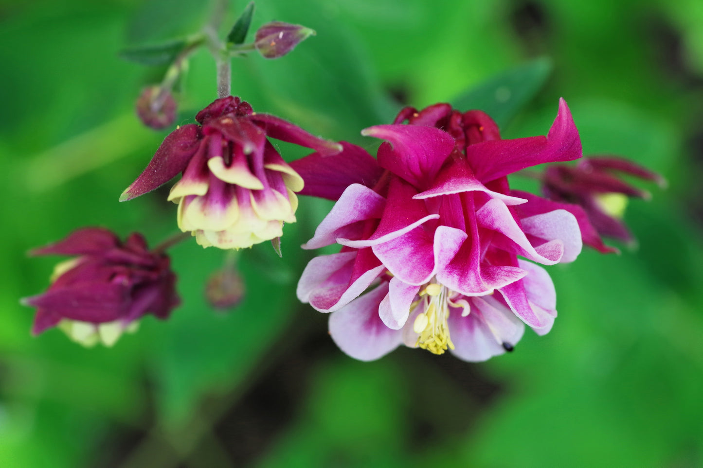 50 Double WINKY ROSE & White COLUMBINE Aquilegia Vulgaris Flower Seeds