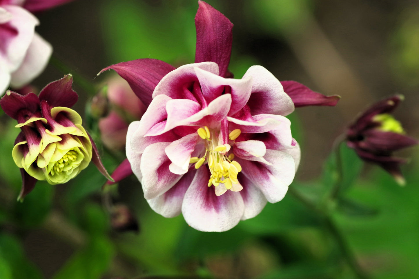 50 Double WINKY ROSE & White COLUMBINE Aquilegia Vulgaris Flower Seeds