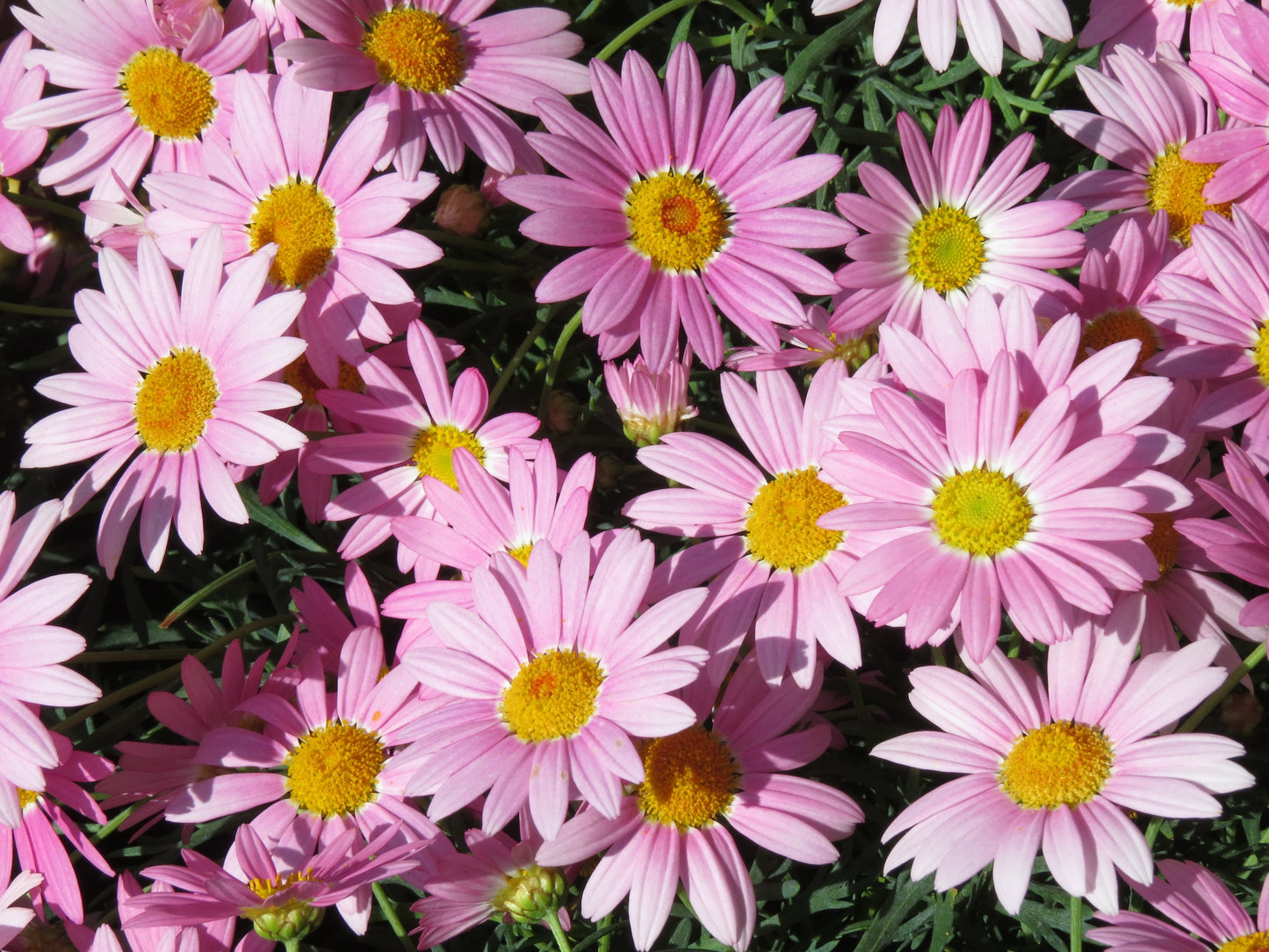 100 Rose PINK ROBINSONS DAISY Painted Chrysanthemum Coccineum Pyrethrum Flower Seeds