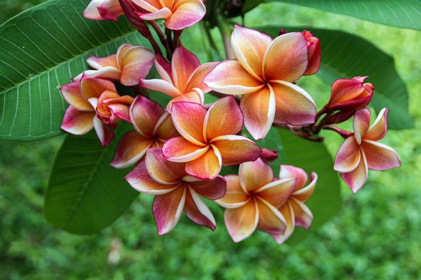 10 MIXED COLORS PLUMERIA Seeds - Lei Flower Frangipani Mix Fragrant Shrub Small Tree Pink Red Yellow White Peach Two Tone