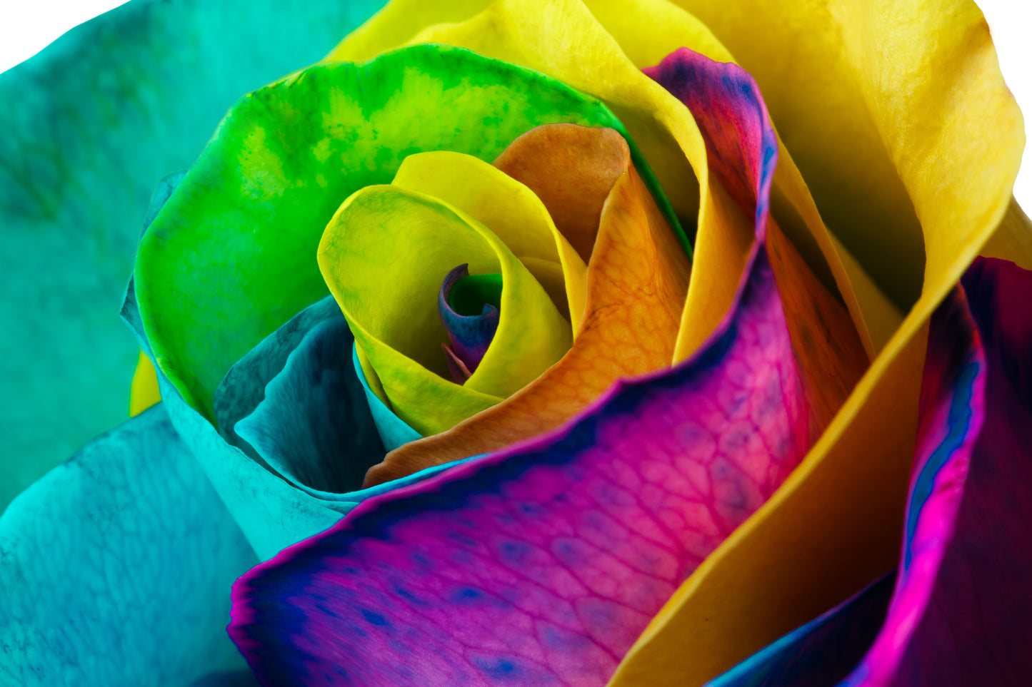 rainbow rose seeds for sale Make Your Own