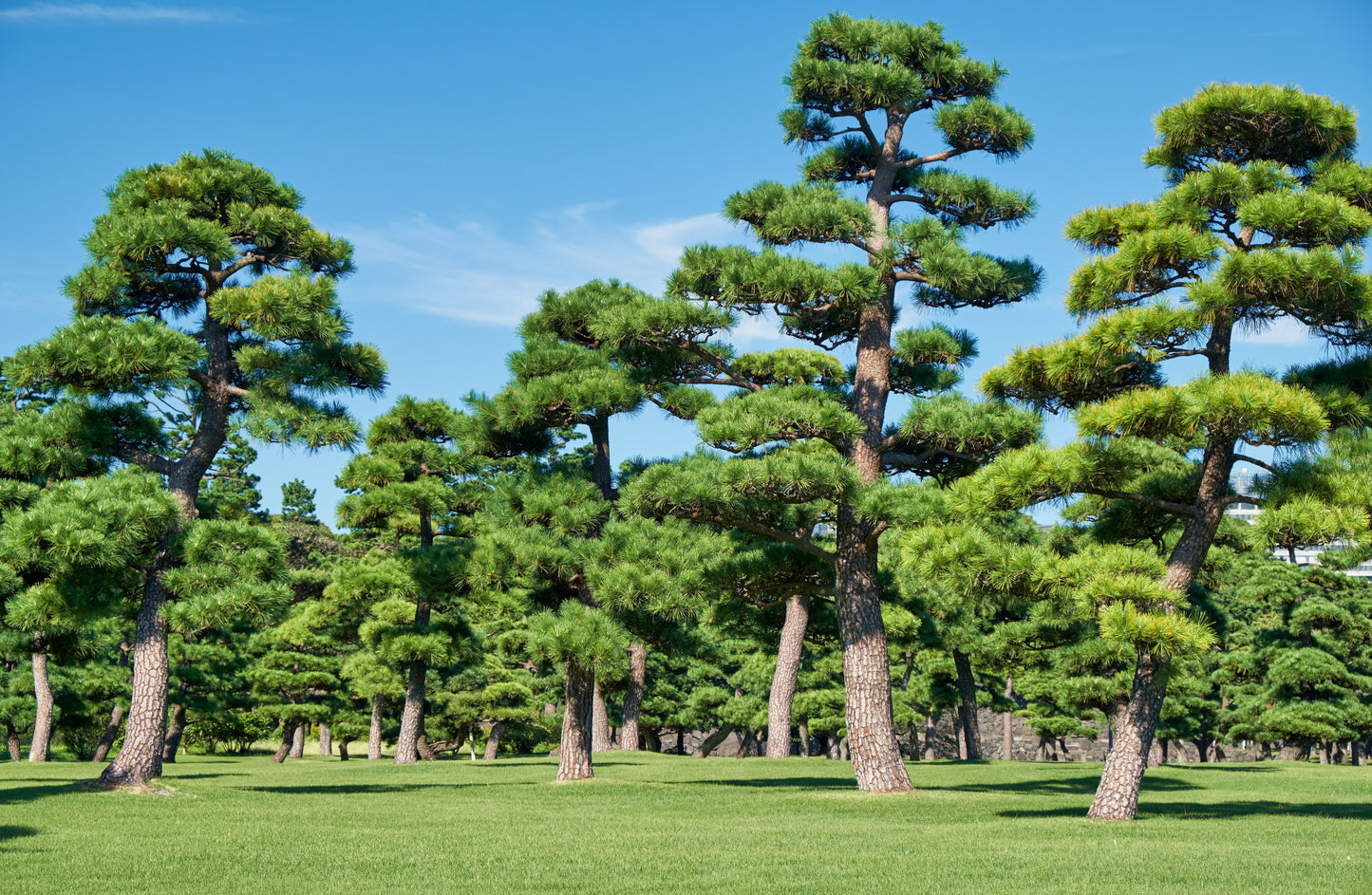 10 Japanese BLACK PINE TREE Evergreen Pinus Thunbergii Seeds