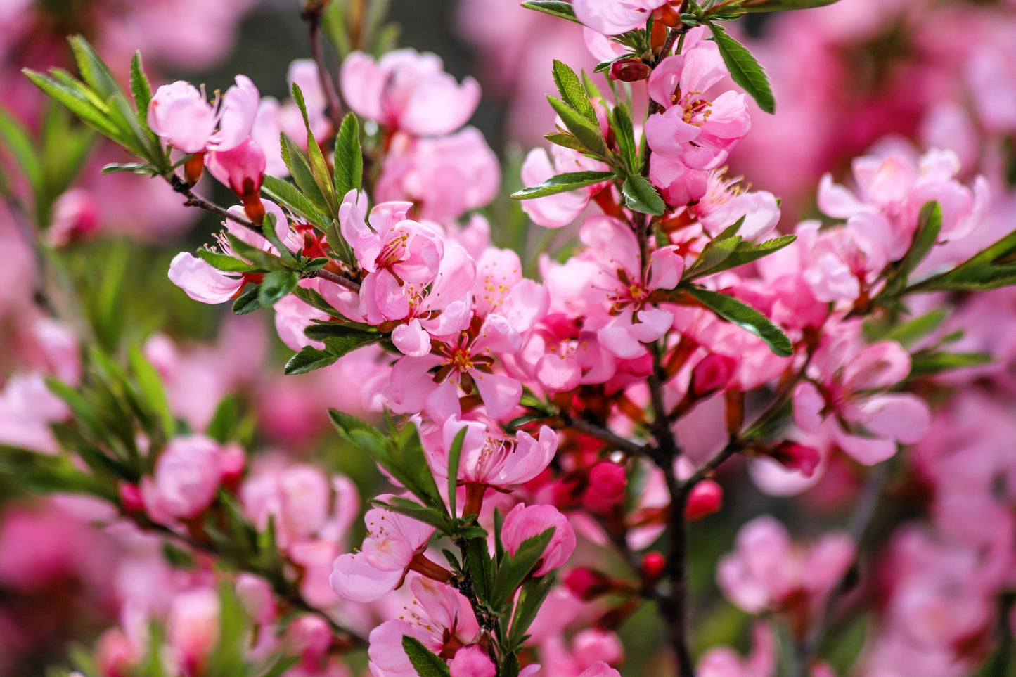 5 DWARF RUSSIAN ALMOND Prunus Tenella Rose Red Pink Fragrant Flower Shrub Seeds