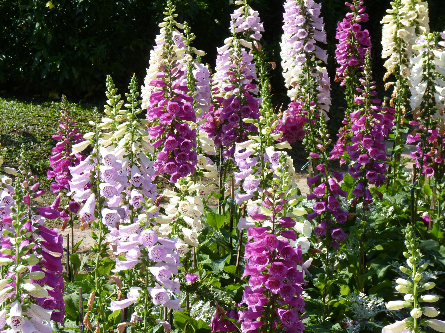 1000 DWARF FOXY MIX FOXGLOVE Digitalis Purpurea Flower Seeds