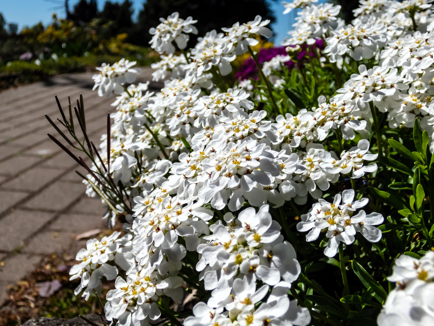 1000 WHITE EMPRESS CANDYTUFT Iberis Amara Groundcover Flower Seeds