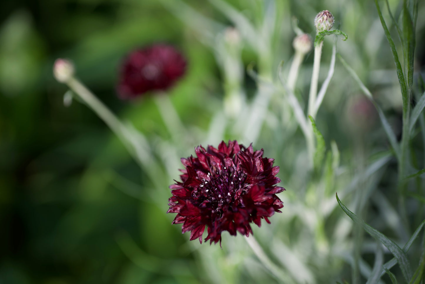 25 Black Garnet BACHELOR'S BUTTON / CORNFLOWER Centaurea Cyanus Flower Seeds