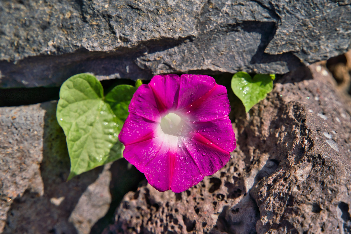 50 SCARLET O'Hara MORNING GLORY Red Ipomoea Nil Flower Vine Seeds