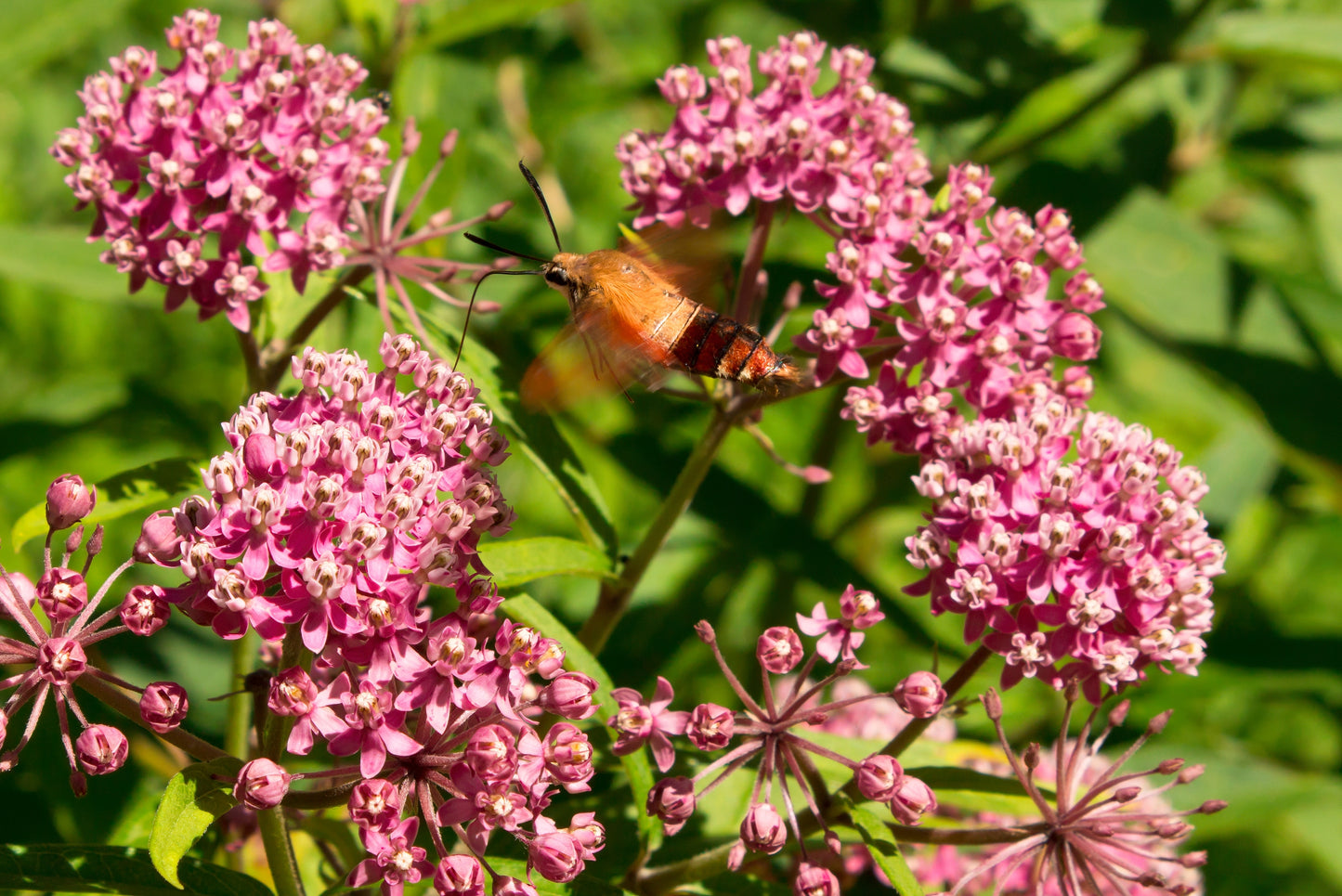 75 RED SWAMP MILKWEED Asclepias Incarnata Flower Seeds