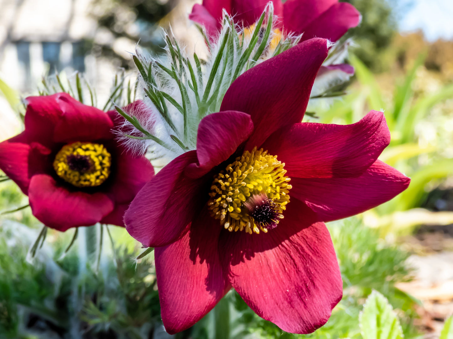 10 RED ANEMONE Pulsatilla Vulgaris PASQUE Flower Seeds