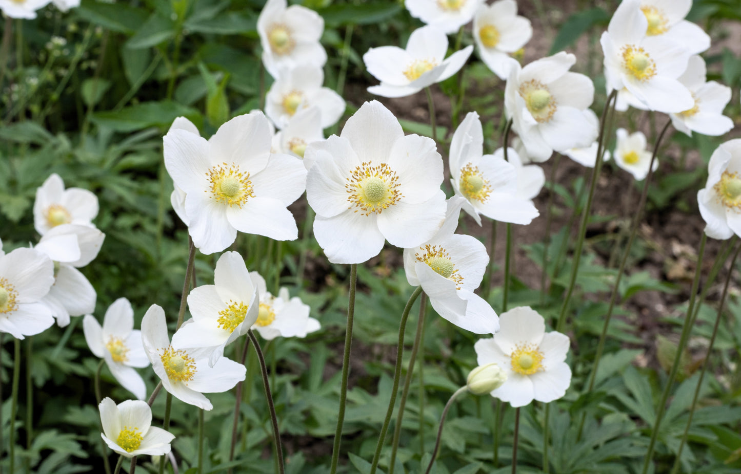 5 MADONNA ANEMONE Sylvestris White & Yellow Flower Seeds