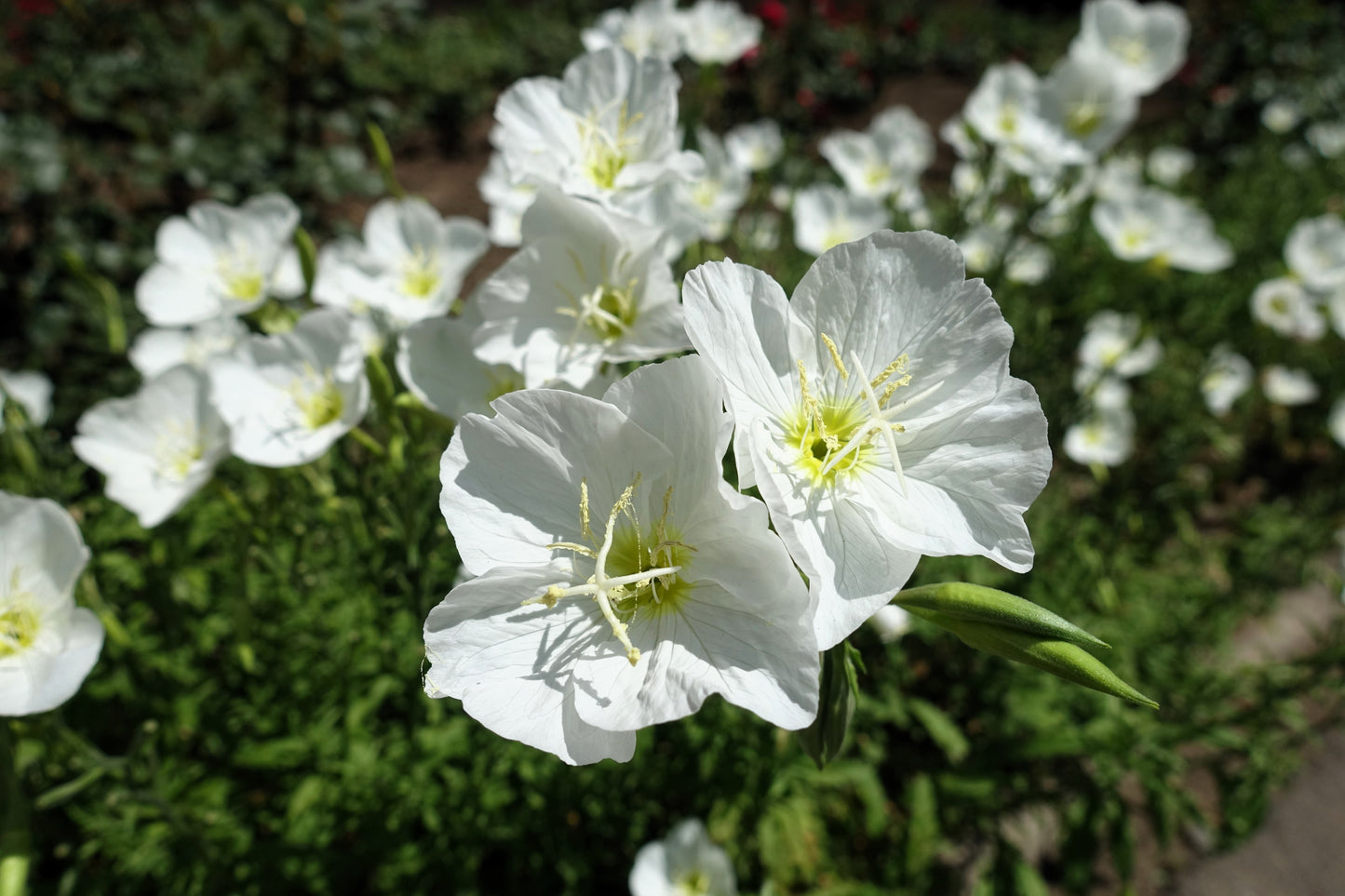 250 WHITE Pale EVENING PRIMROSE (White Buttercup / Sundrops) Oenothera Pallida Flower Seeds