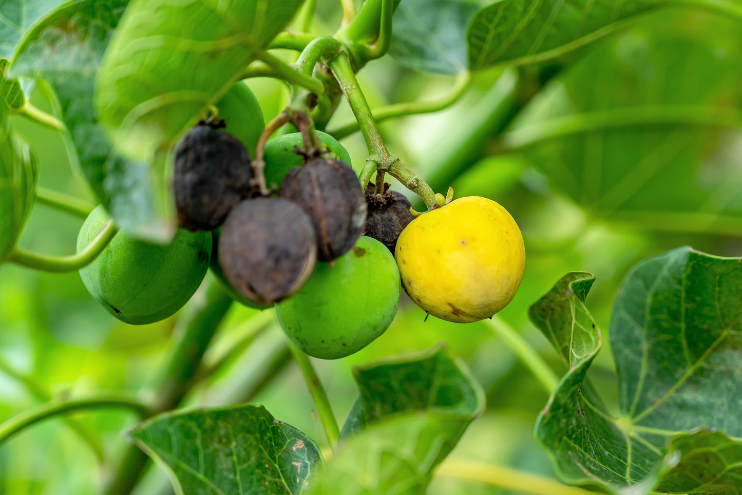 plant jatropha seeds 5 PHYSIC NUT Barbados Purging JATROPHA Curcas Shrub Tree Bio-Diesel Seeds