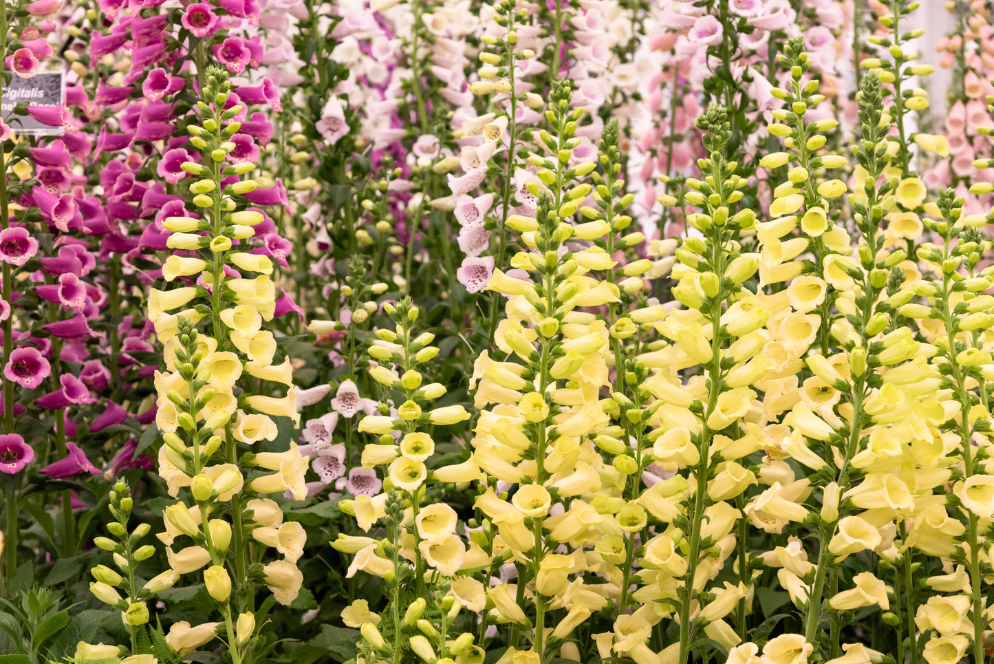 1000 DWARF FOXY MIX FOXGLOVE Digitalis Purpurea Flower Seeds