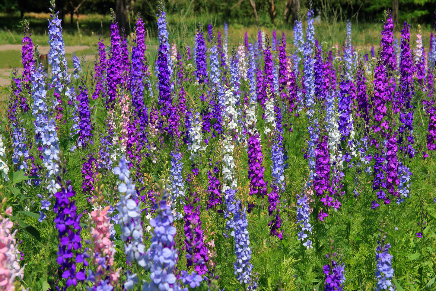 100 ROCKET LARKSPUR DELPHINIUM Consolida Giant Imperial Mixed Colors Flower Seeds