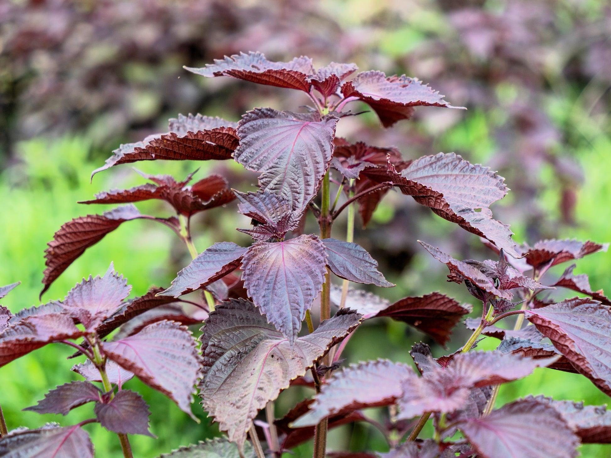 purple shiso plant 300 PURPLE SHISO aka PERILLA Frutescens Ornamental Herb Seeds Green & Purple