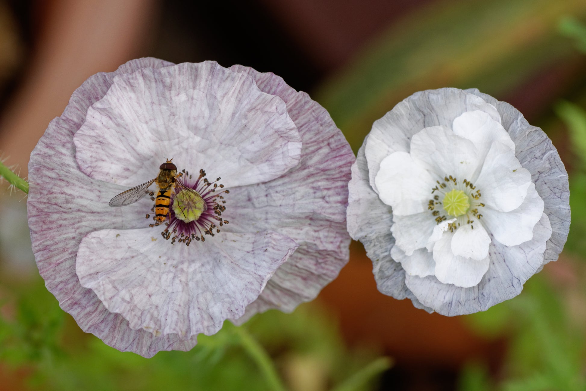 pearl plant seeds 100 MOTHER Of PEARL POPPY Mix Papaver Rhoeas Shirley Flower Seeds Mixe – Seedville USA