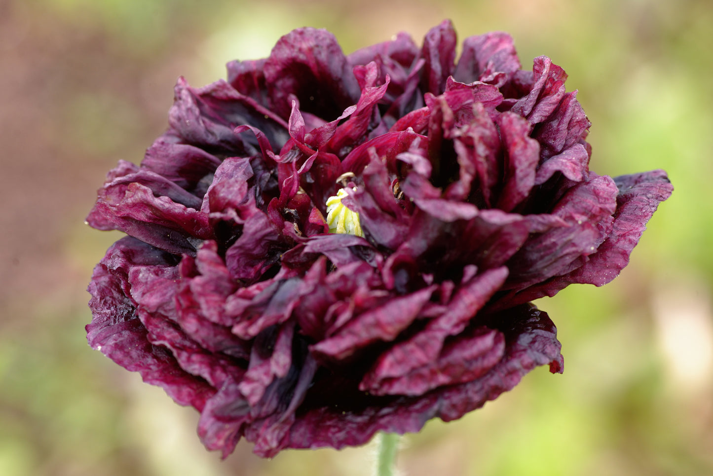 250 BLACK PEONY POPPY Papaver Peoniflorum Flower Seeds